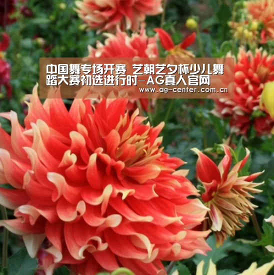 AG真人娱乐